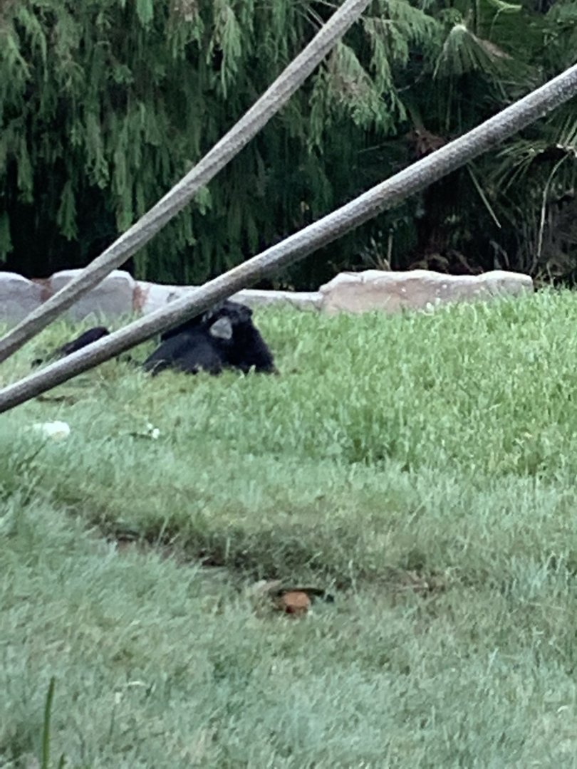 Siamang 10/7/21