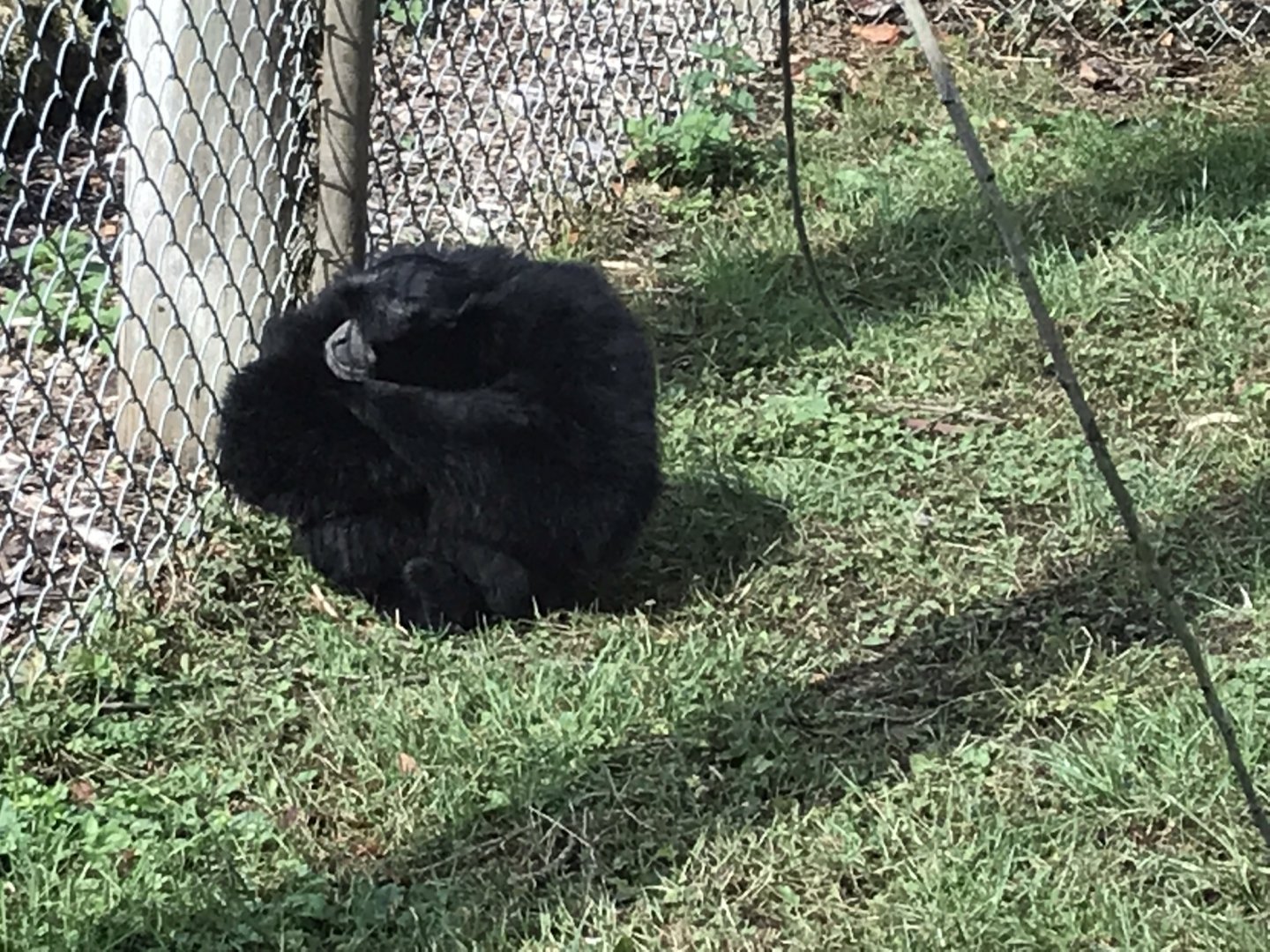 Siamang 100818