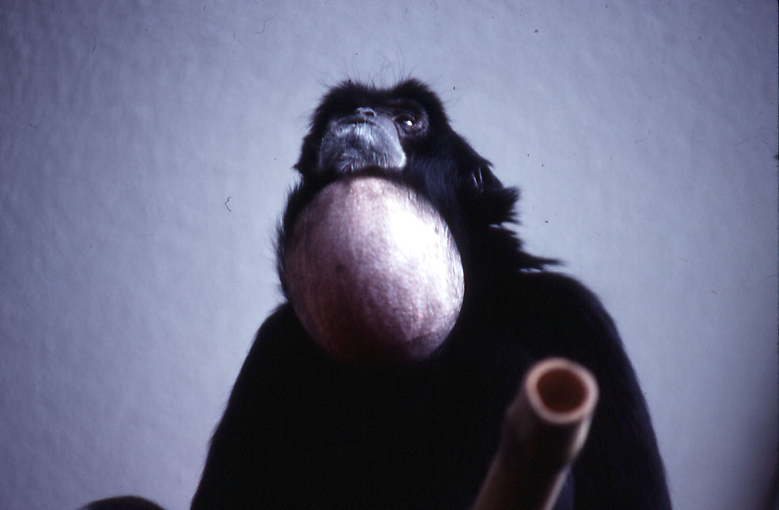 Siamang - 1984