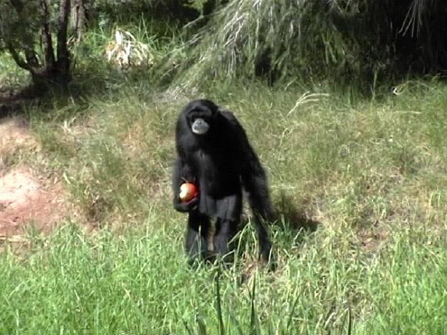 Siamang (2004)