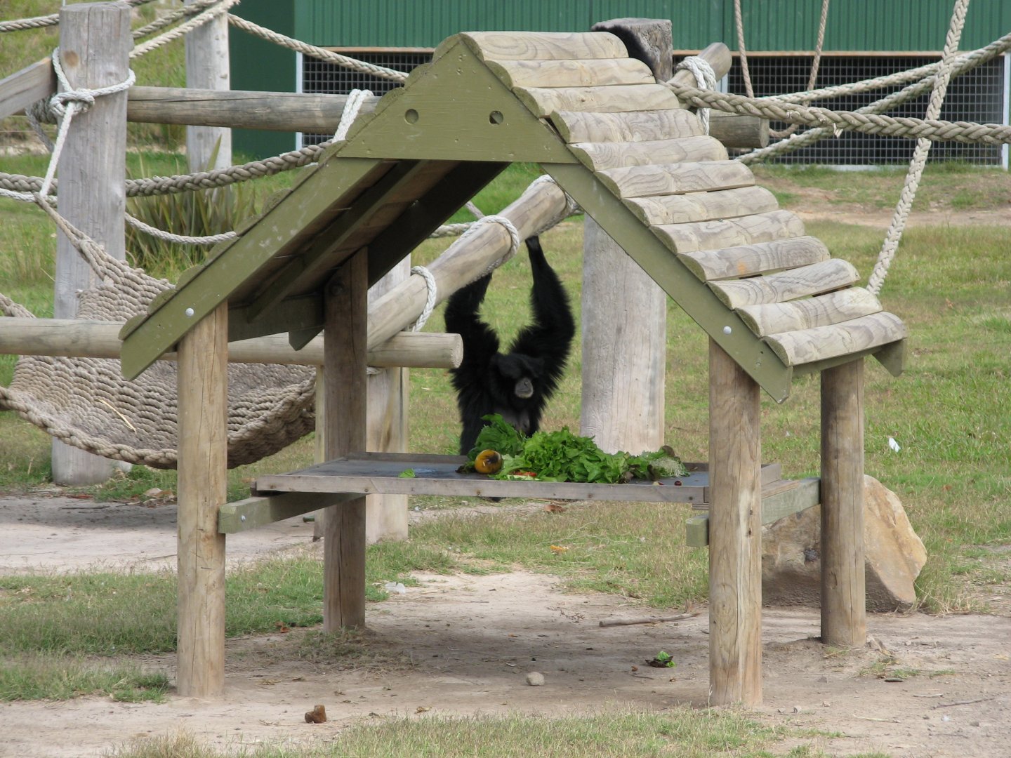 Siamang (2007)