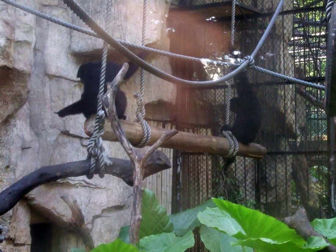 siamang - 2011