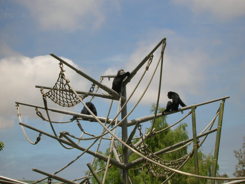 Siamang 5-18-10