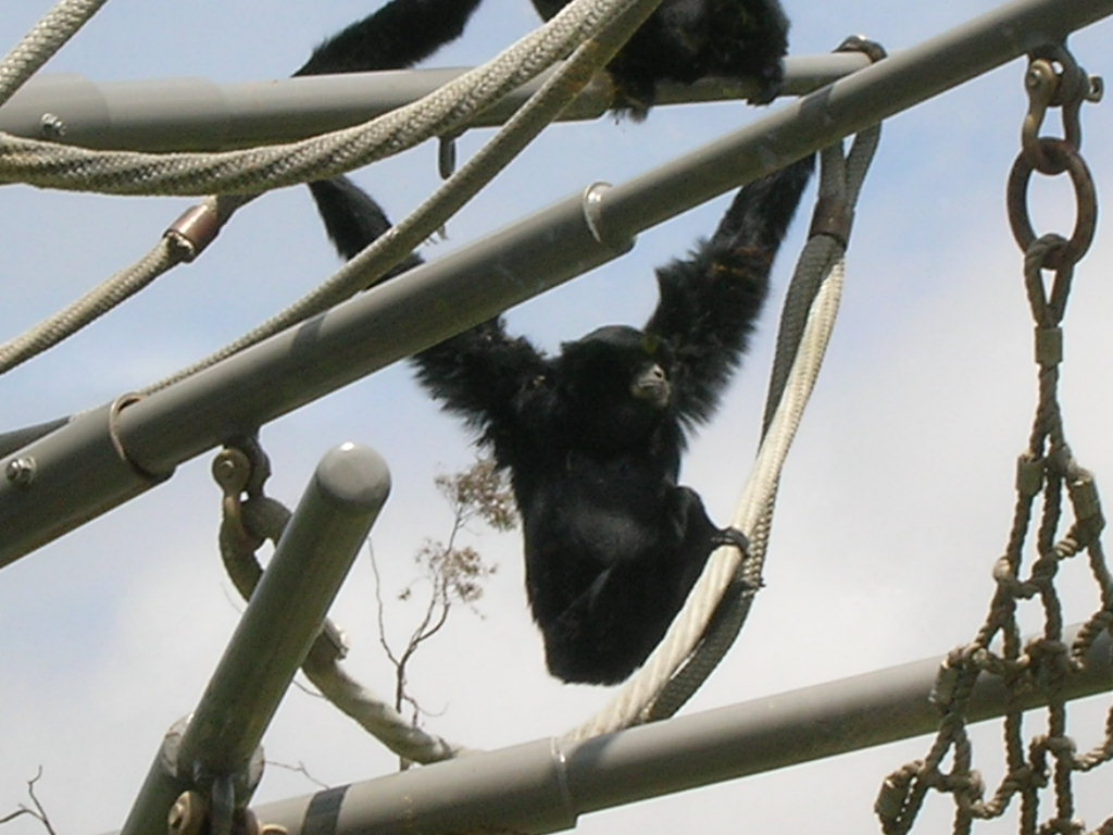 Siamang 5-18-10