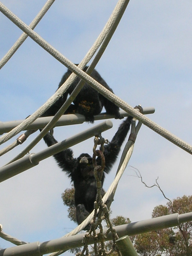 Siamang 5-18-10