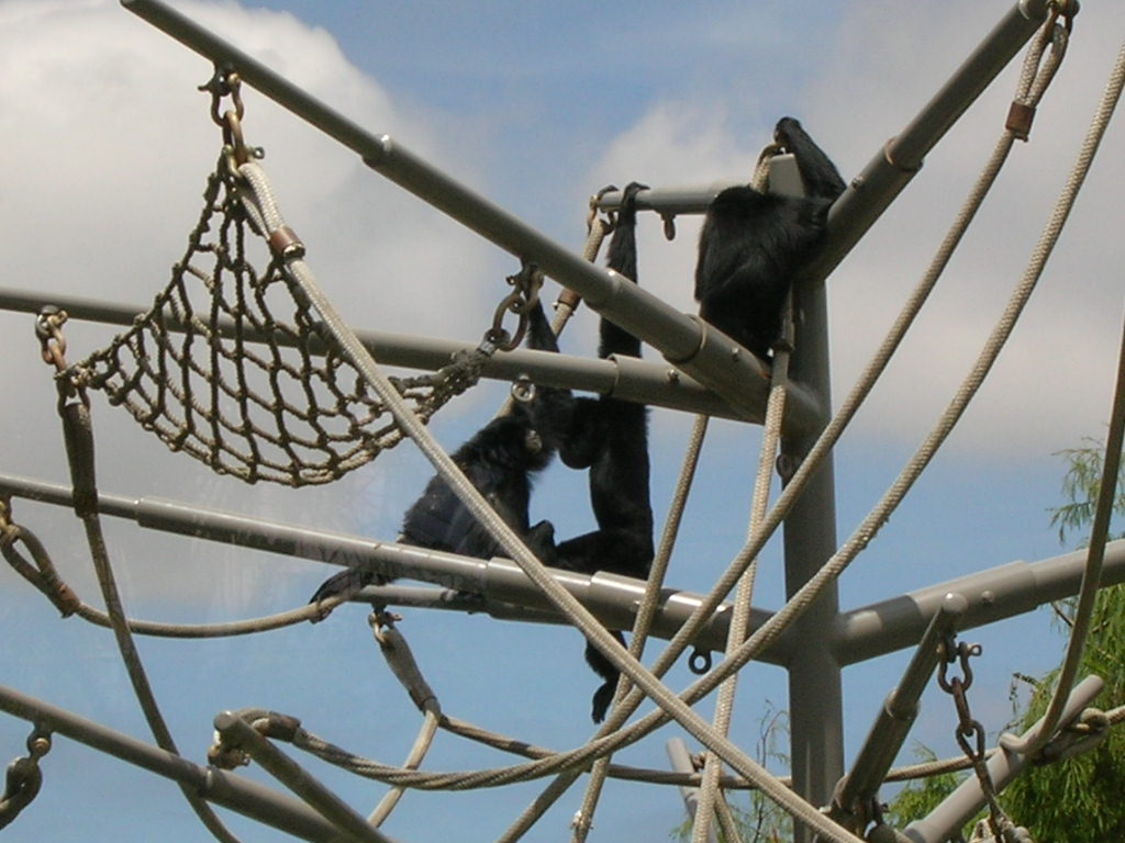 Siamang 5-18-10