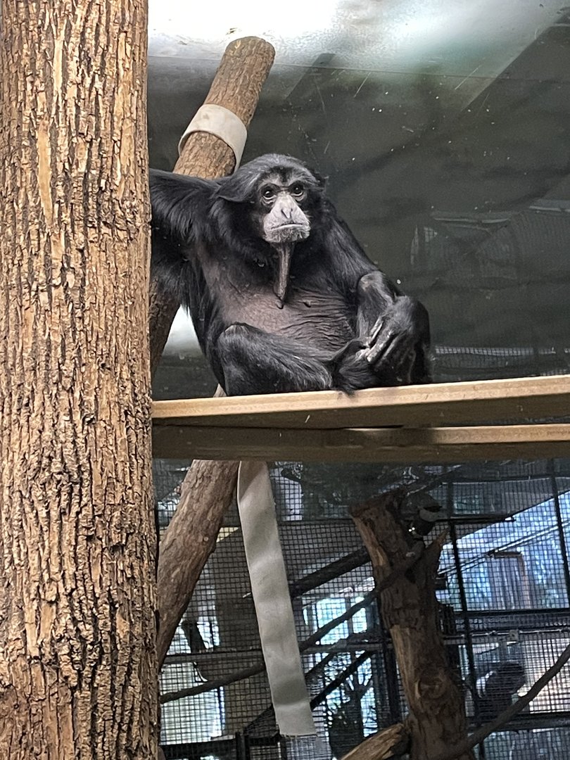Siamang (5/23/22)