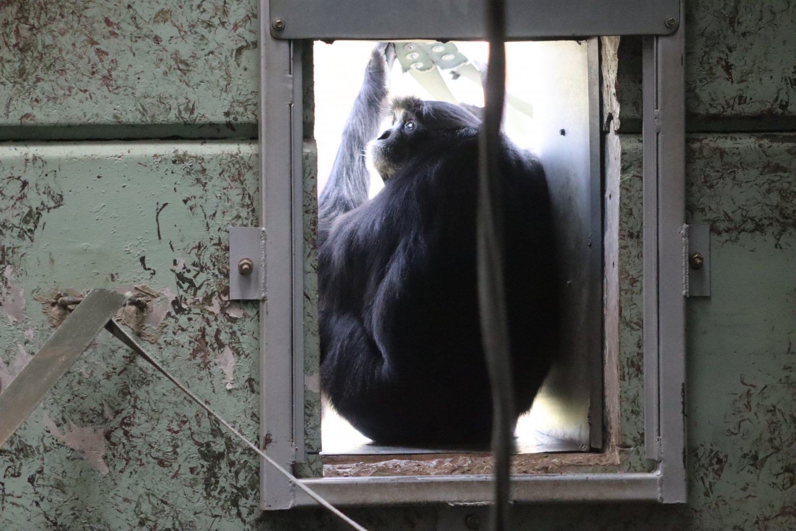 Siamang - 6 September 2021