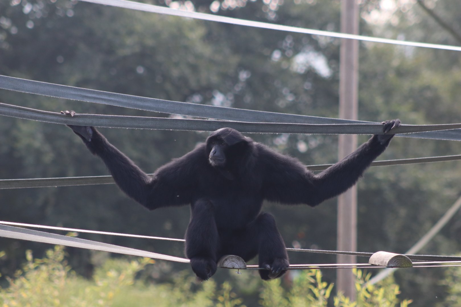 Siamang - 6 September 2021