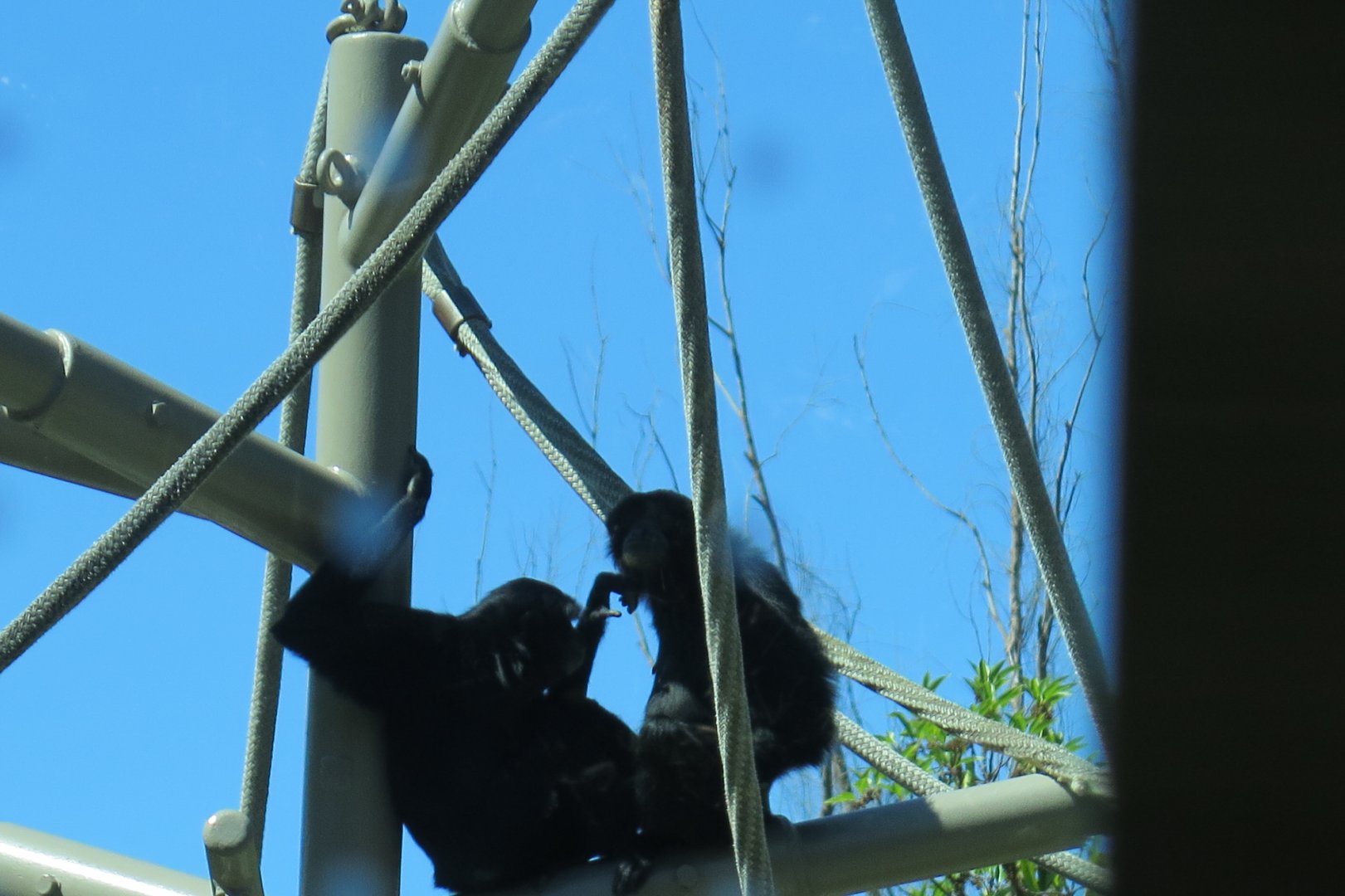 Siamang(8/23/2024)