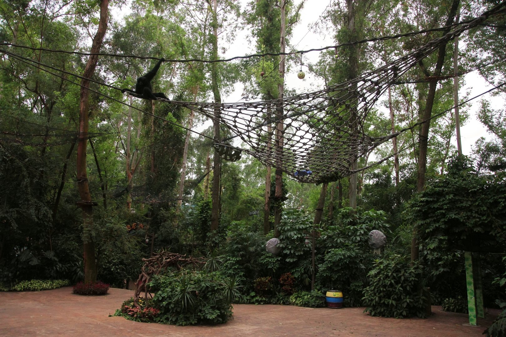 Siamang above the road