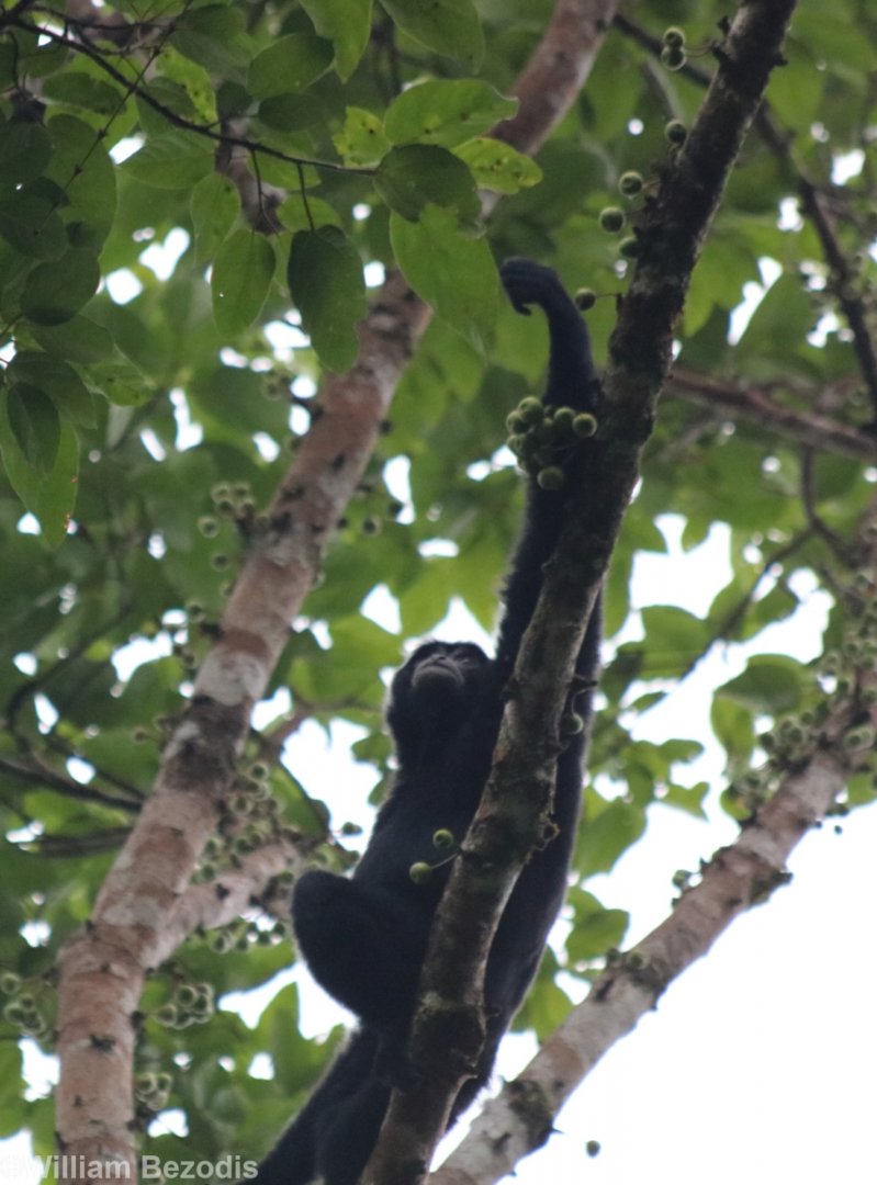 Siamang Adult Male Feeding - Fraser's Hill