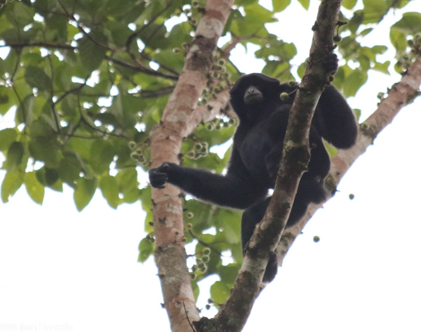 Siamang Adult Male - Fraser's Hill
