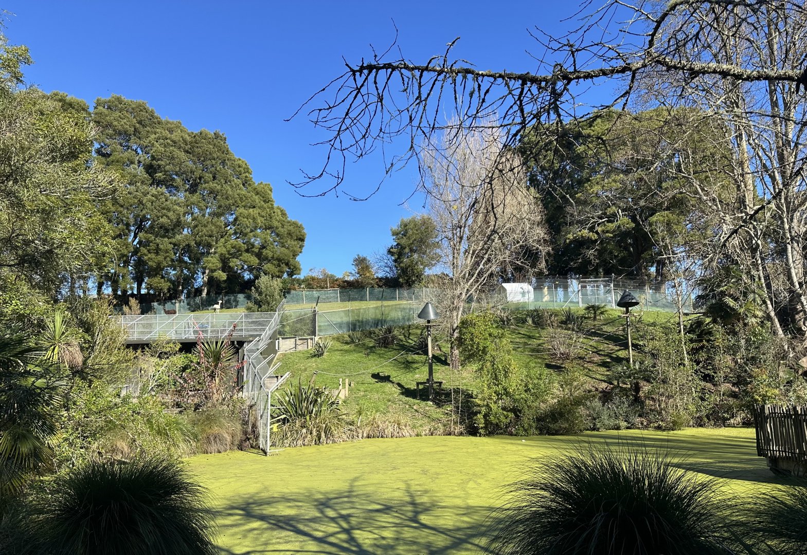 Siamang/Alpaca Terrace