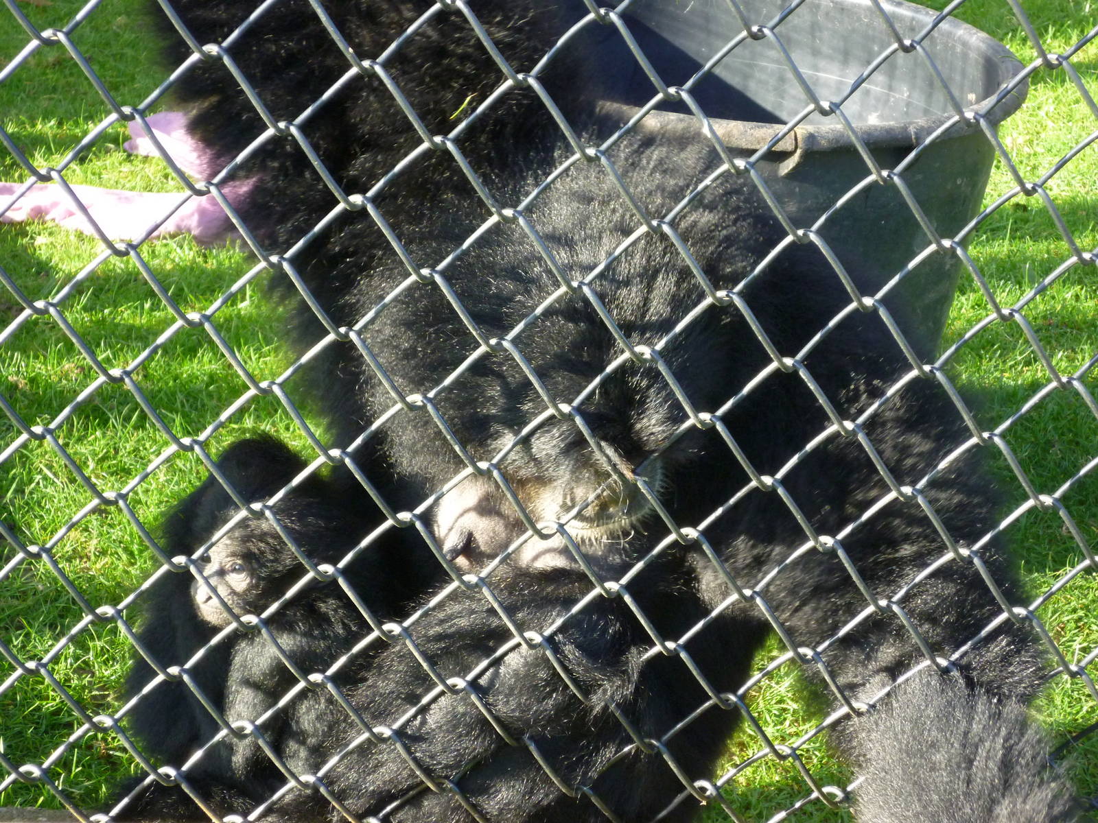 Siamang and Baby