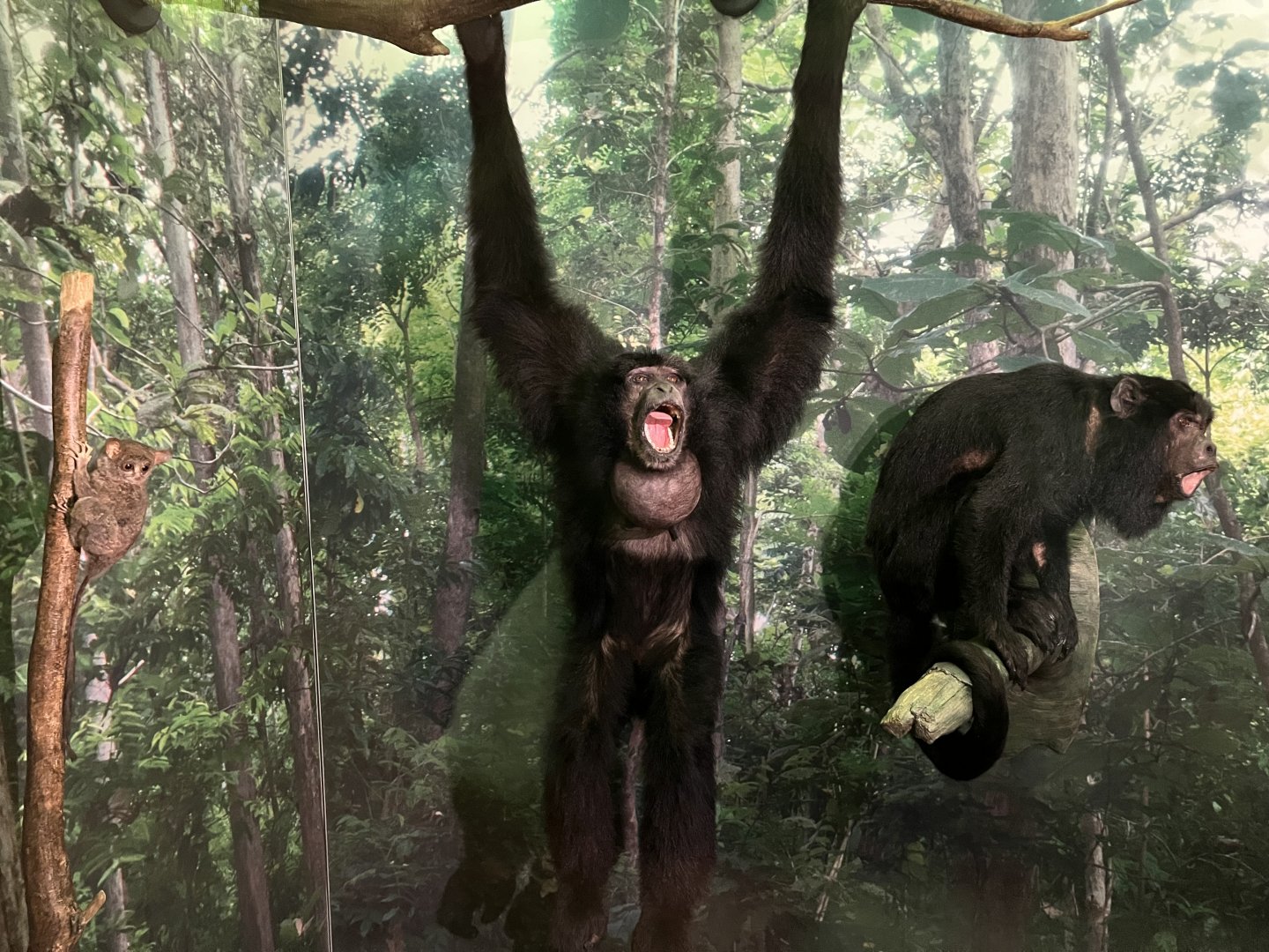 Siamang and black howler monkey 1.8.25