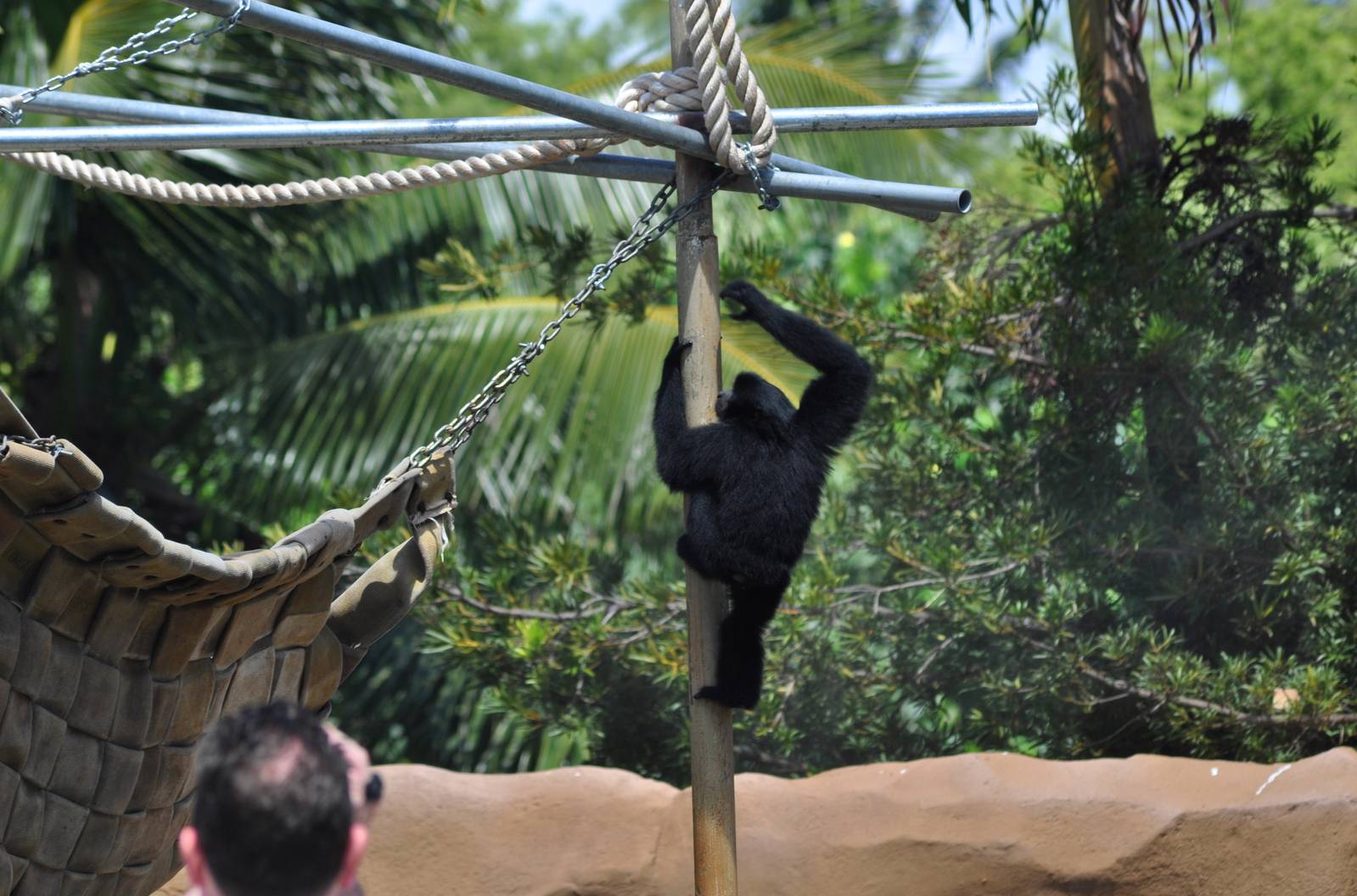 Siamang and Guest