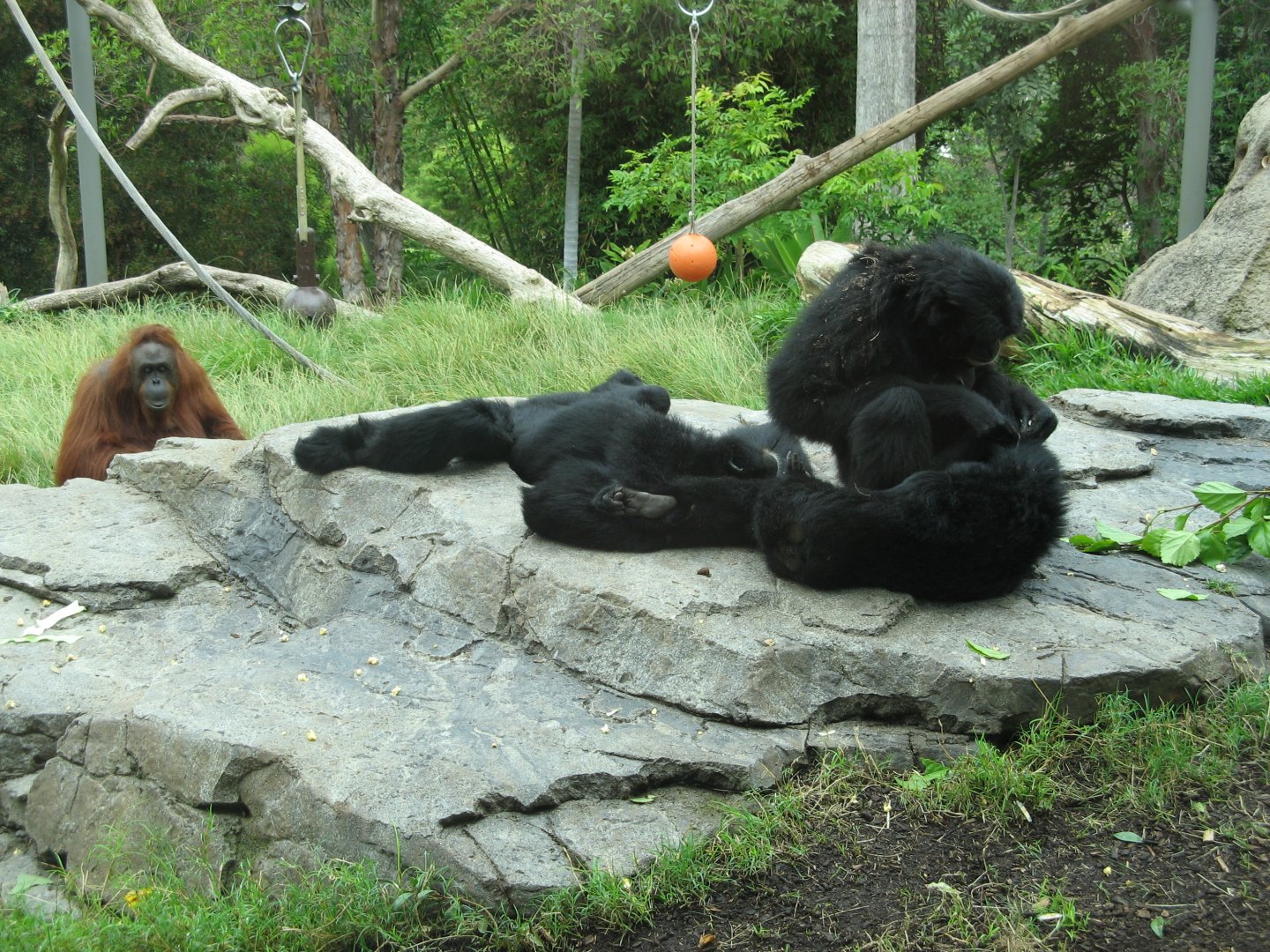 Siamang and Orangutan (2008)