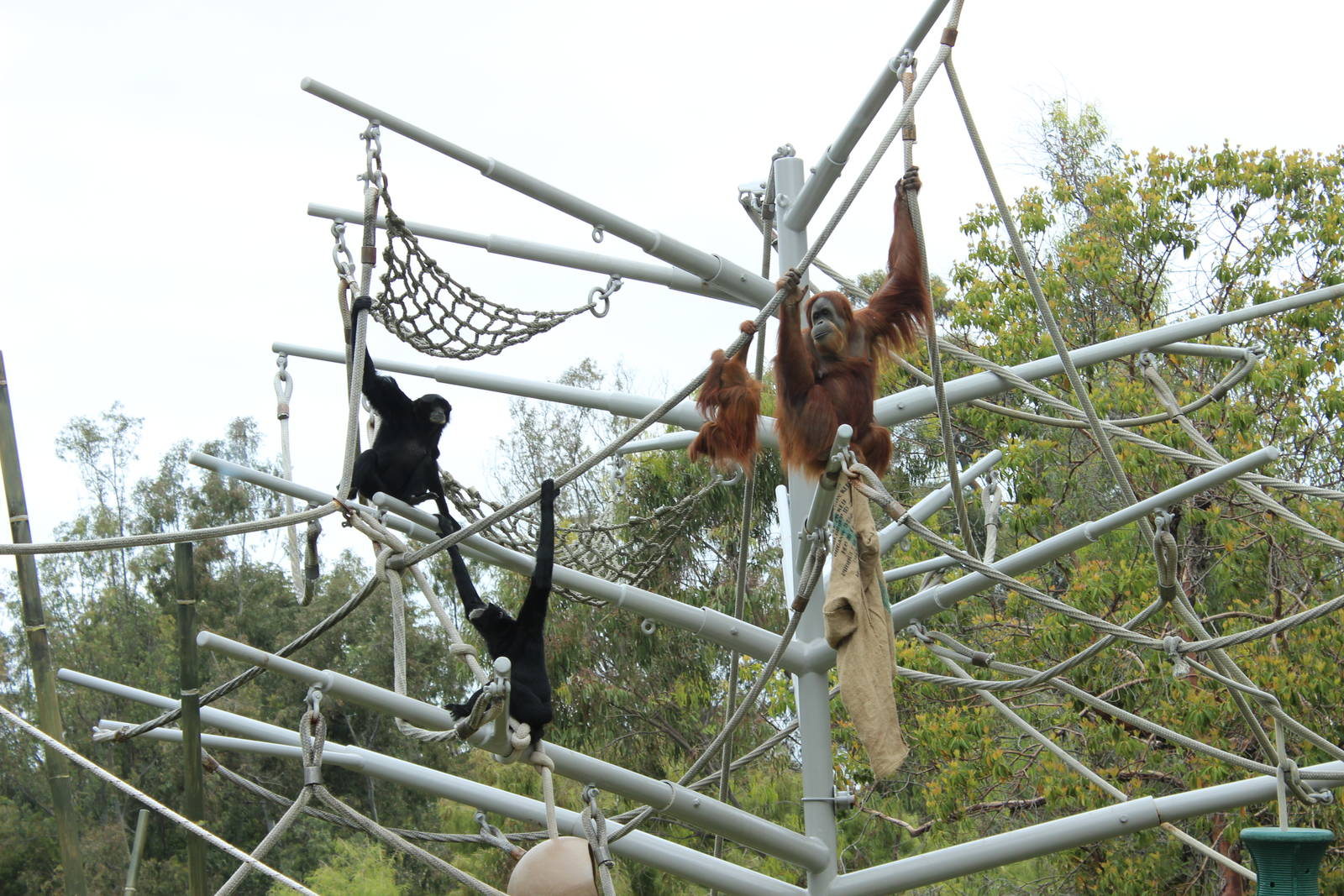 Siamang and Orangutan