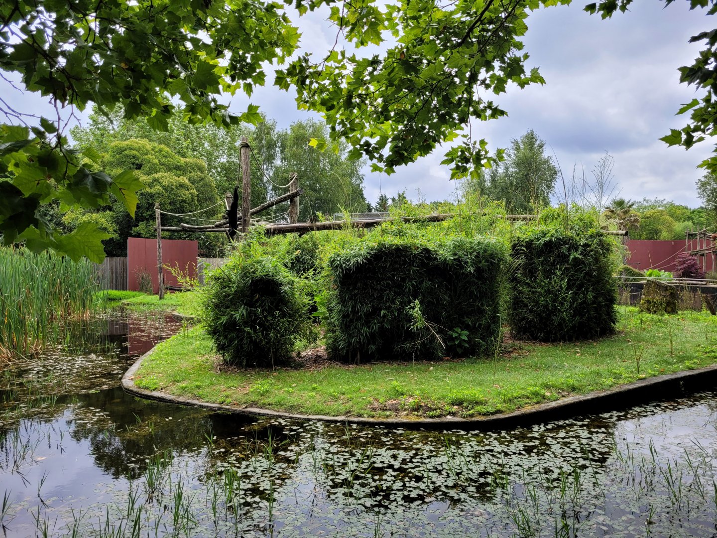 Siamang and Reeves muntjac exhibit -Zoo du bassin d'Arcachon (2024)