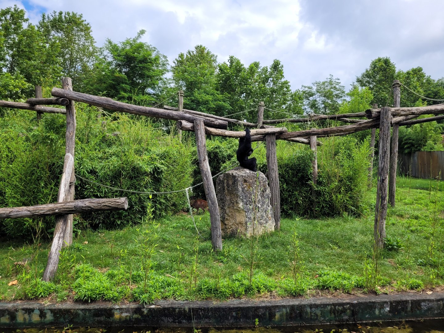 Siamang and Reeves muntjac exhibit -Zoo du bassin d'Arcachon (2024)