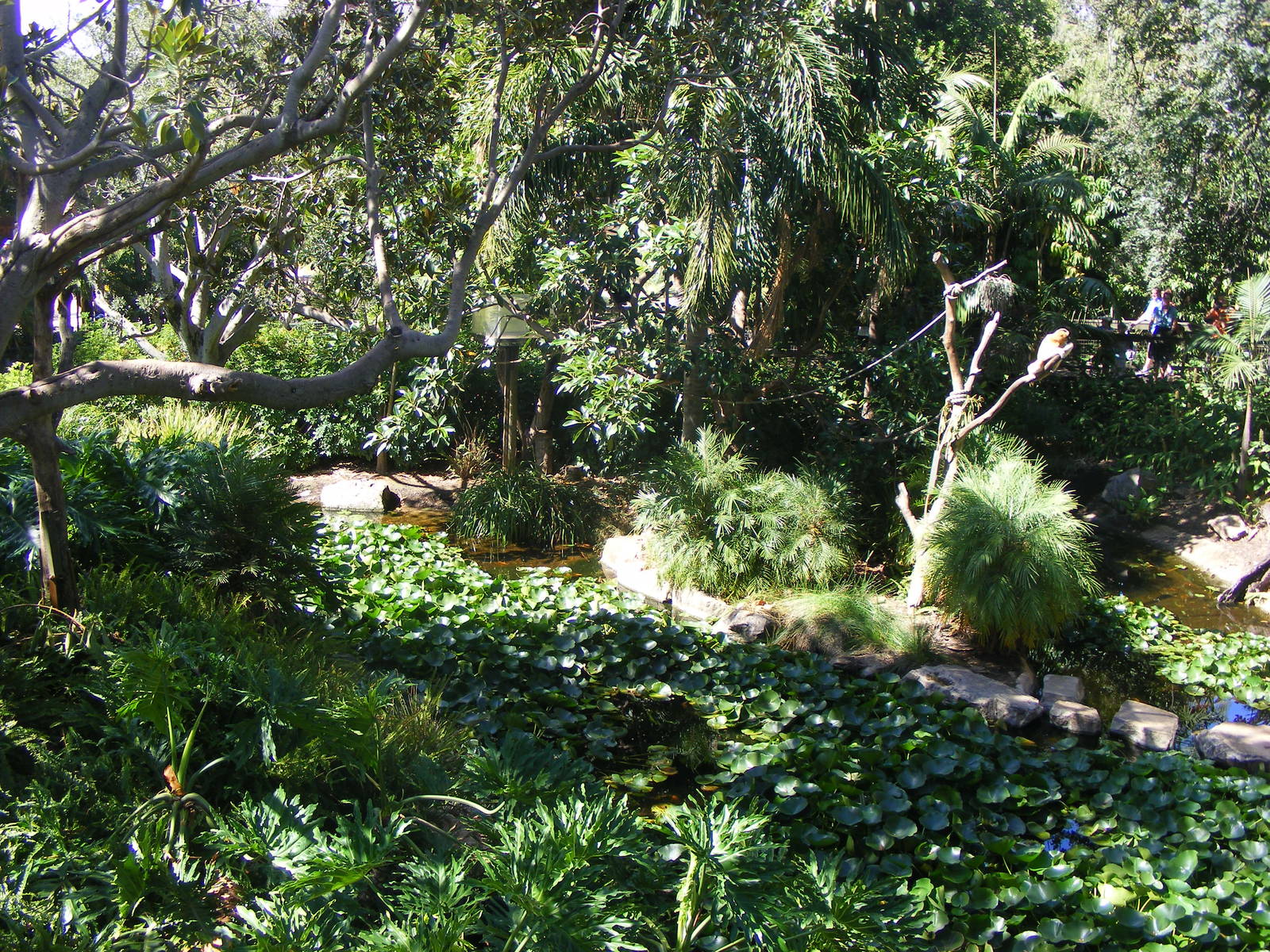 Siamang and White-cheeked Gibbon Exhibits - April, 2010