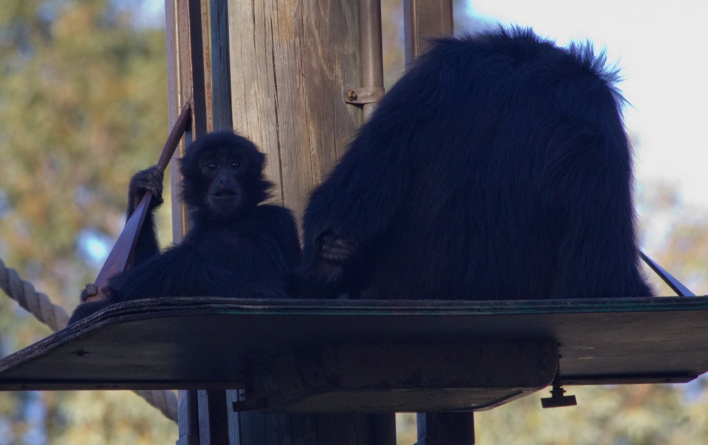 Siamang and young