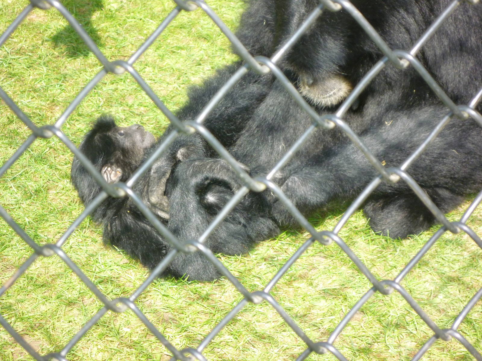 Siamang and Young