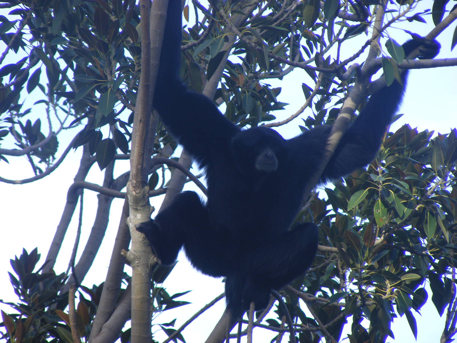 Siamang - April, 2010