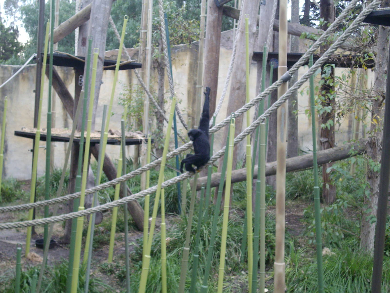 Siamang at Melbourne Zoo