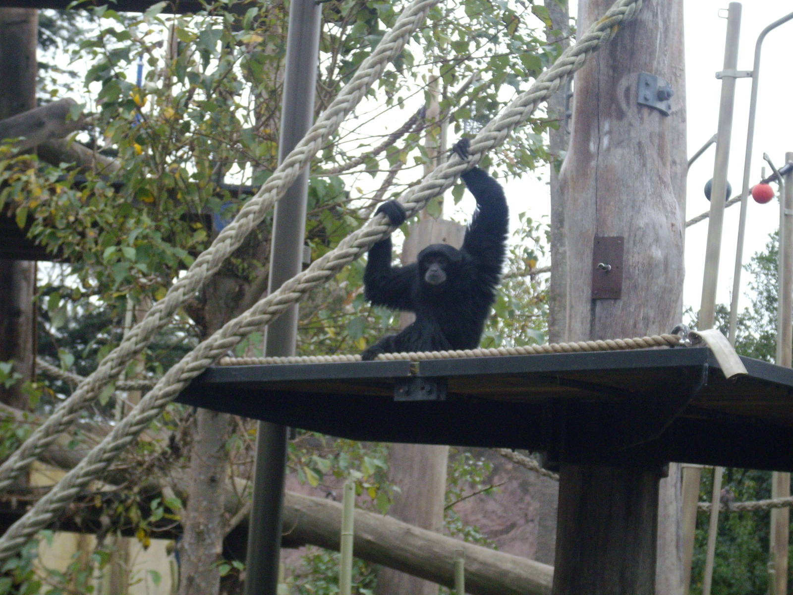 Siamang at Melbourne Zoo