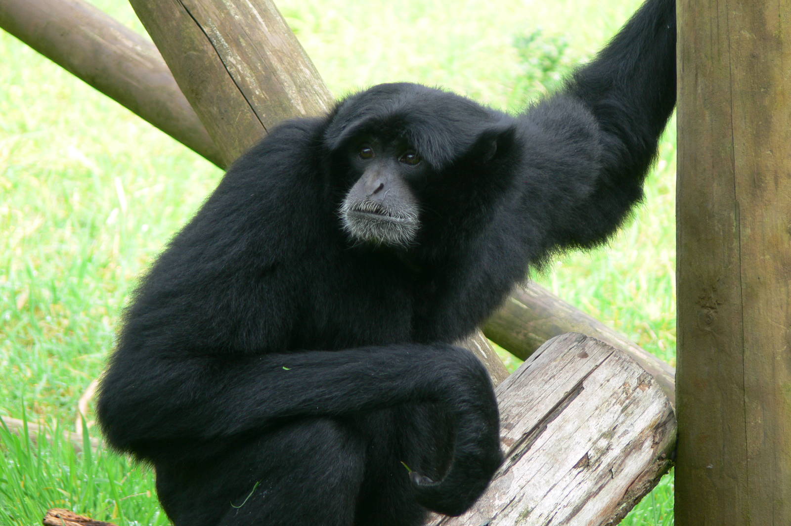 Siamang at South Lakes, 11/10/14