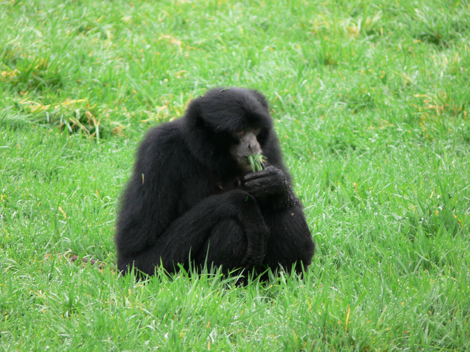 Siamang at South Lakes WAP 24/11/12