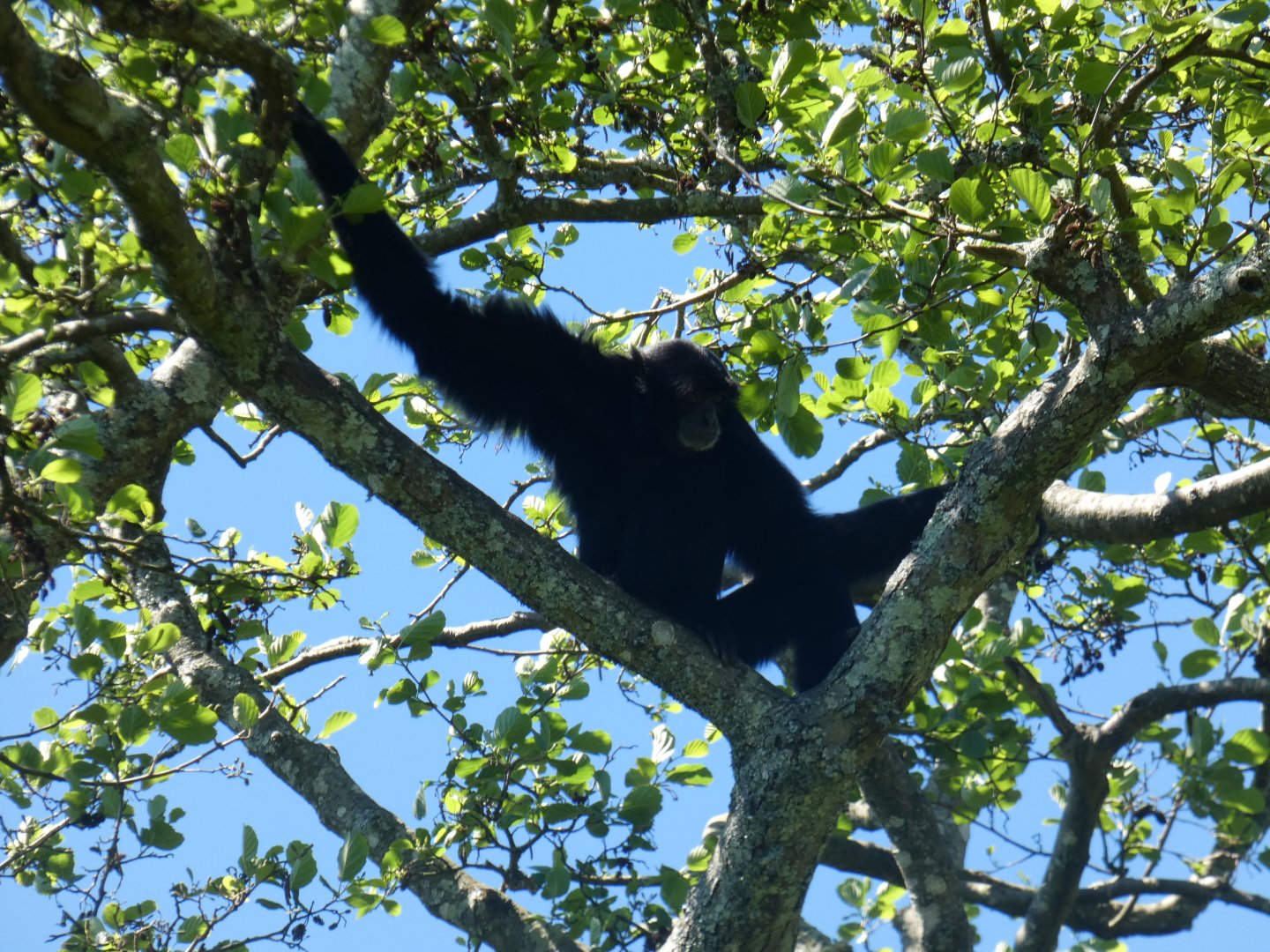 Siamang at top of tree