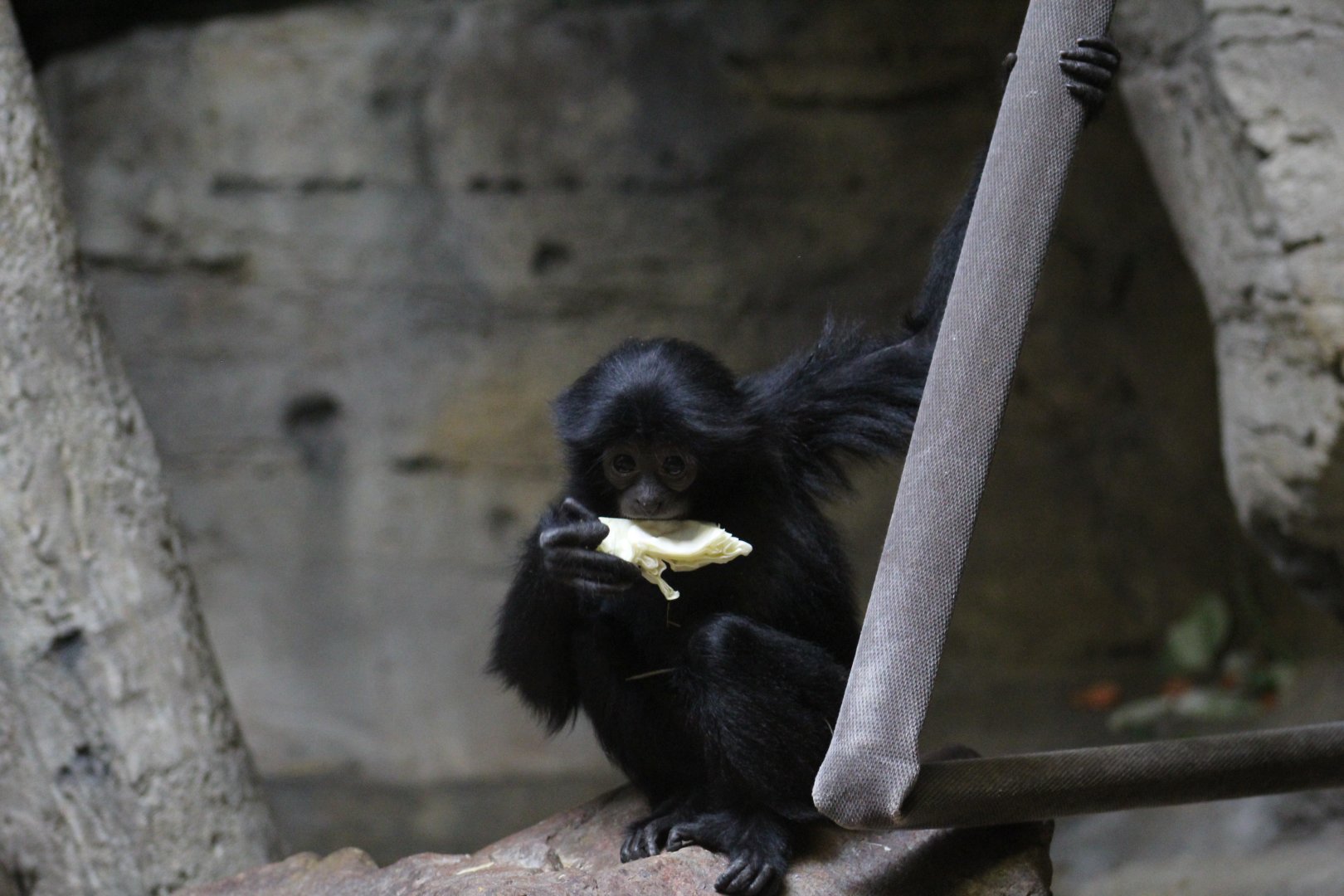 Siamang Baby