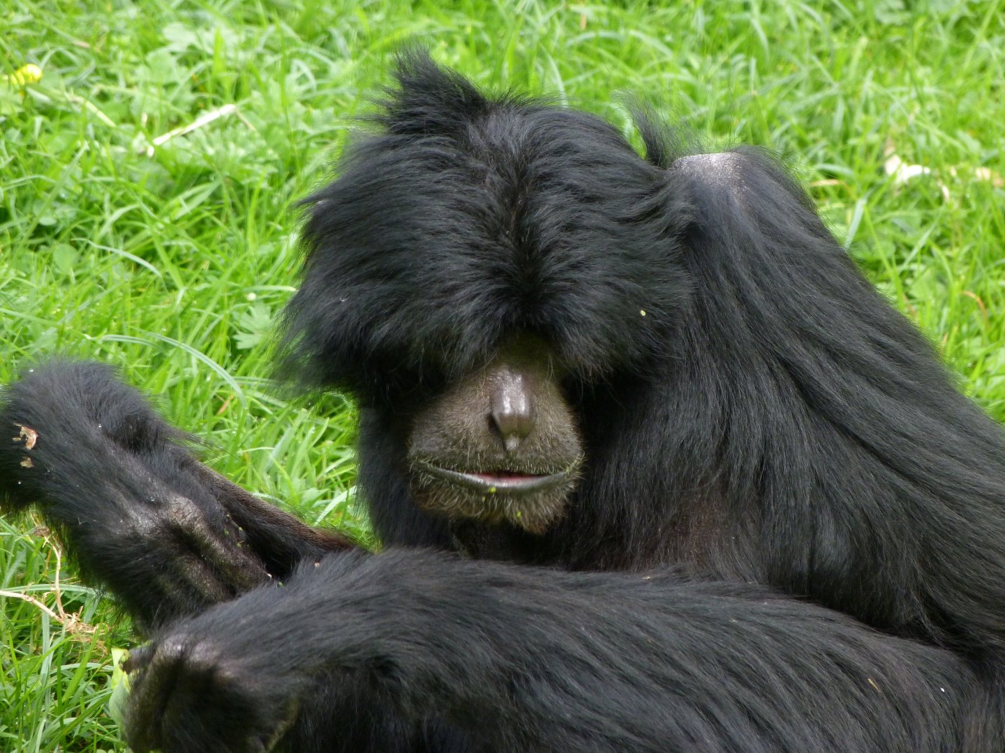 Siamang -Bioparc de Doué la Fontaine (2025)