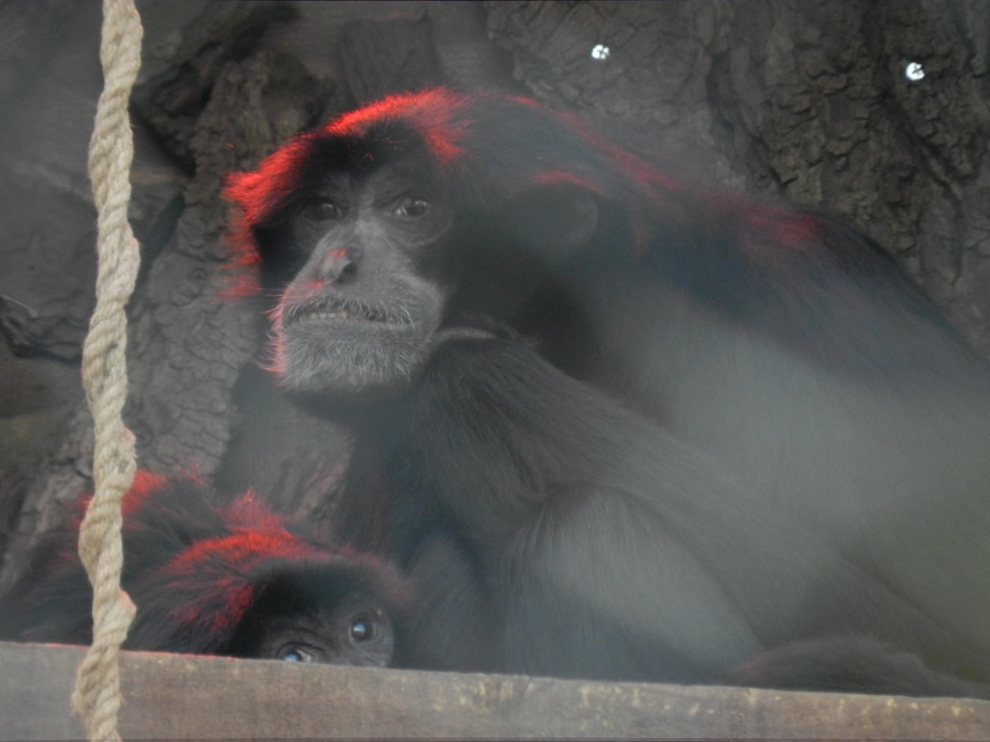 Siamang - Buin zoo