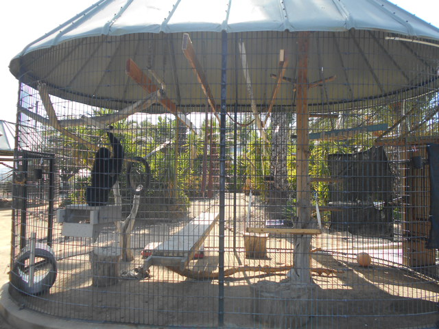 Siamang cage number one
