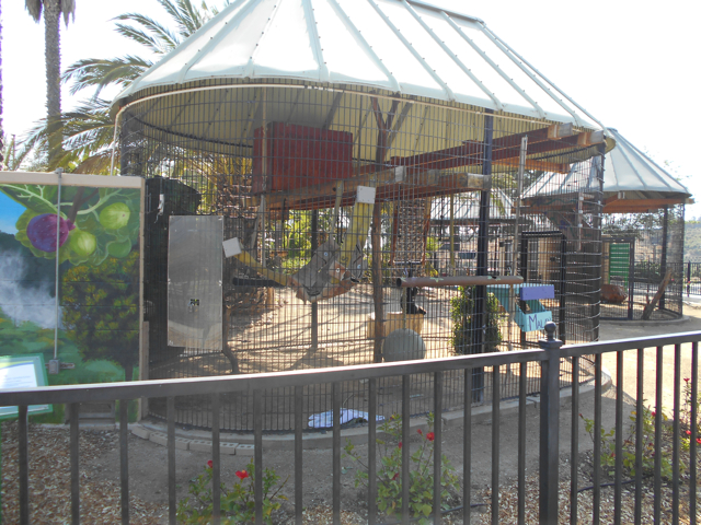 Siamang cage number two