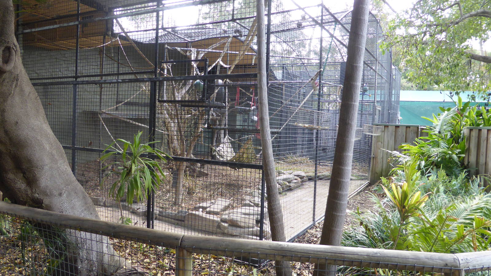 Siamang cage