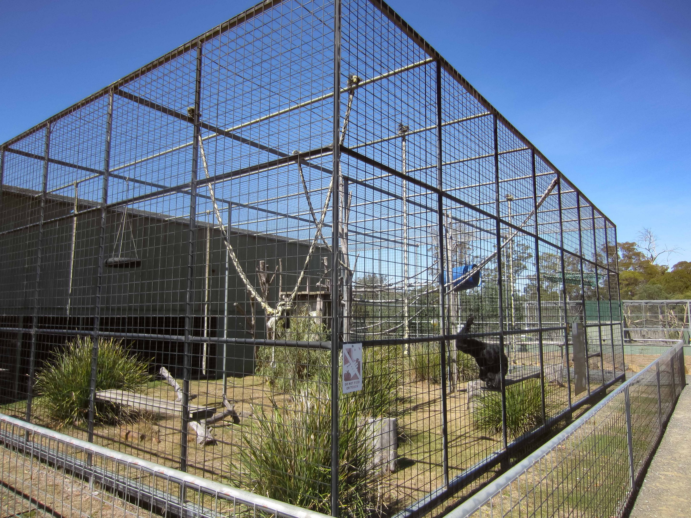 Siamang cage
