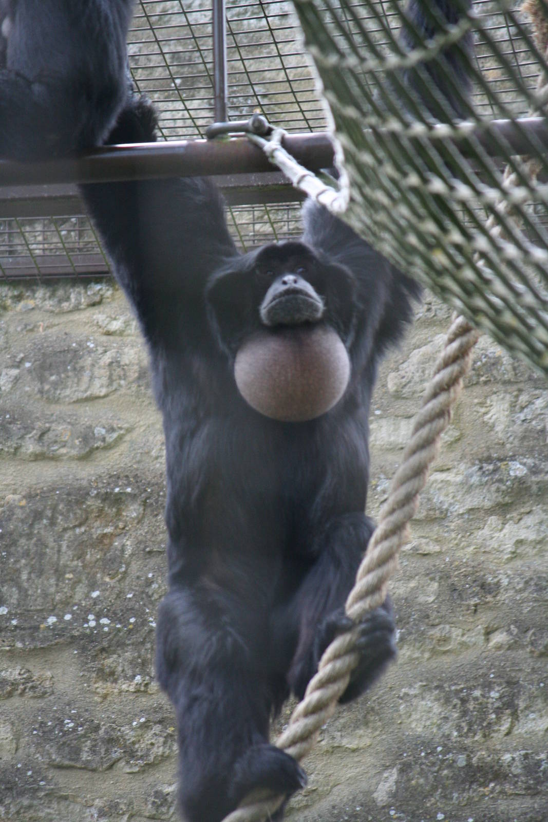 Siamang calling