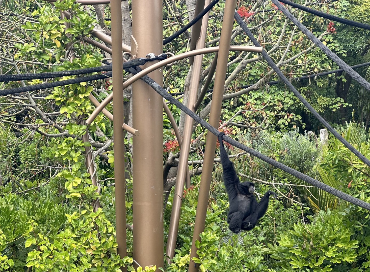 Siamang Climbing Tower