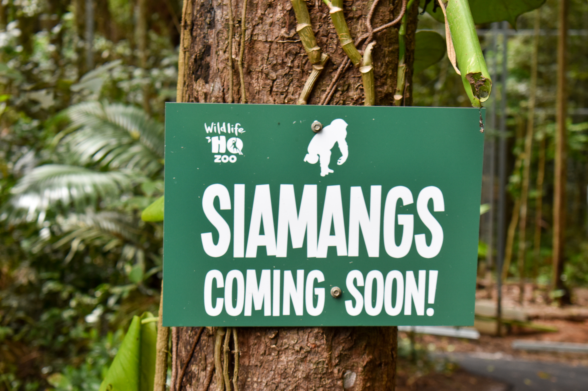 Siamang Coming Soon