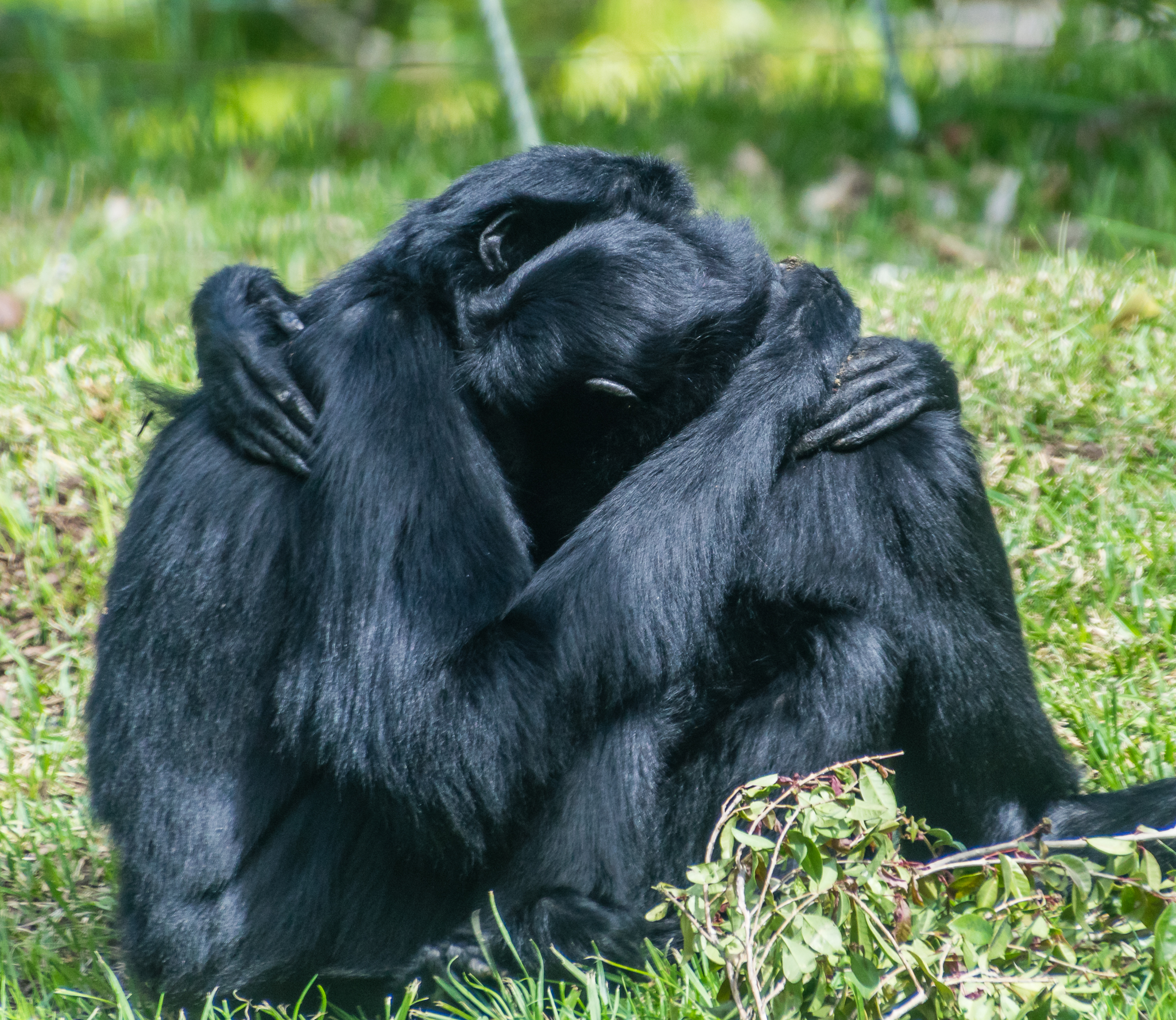 Siamang couple, Ellie and Unkie.