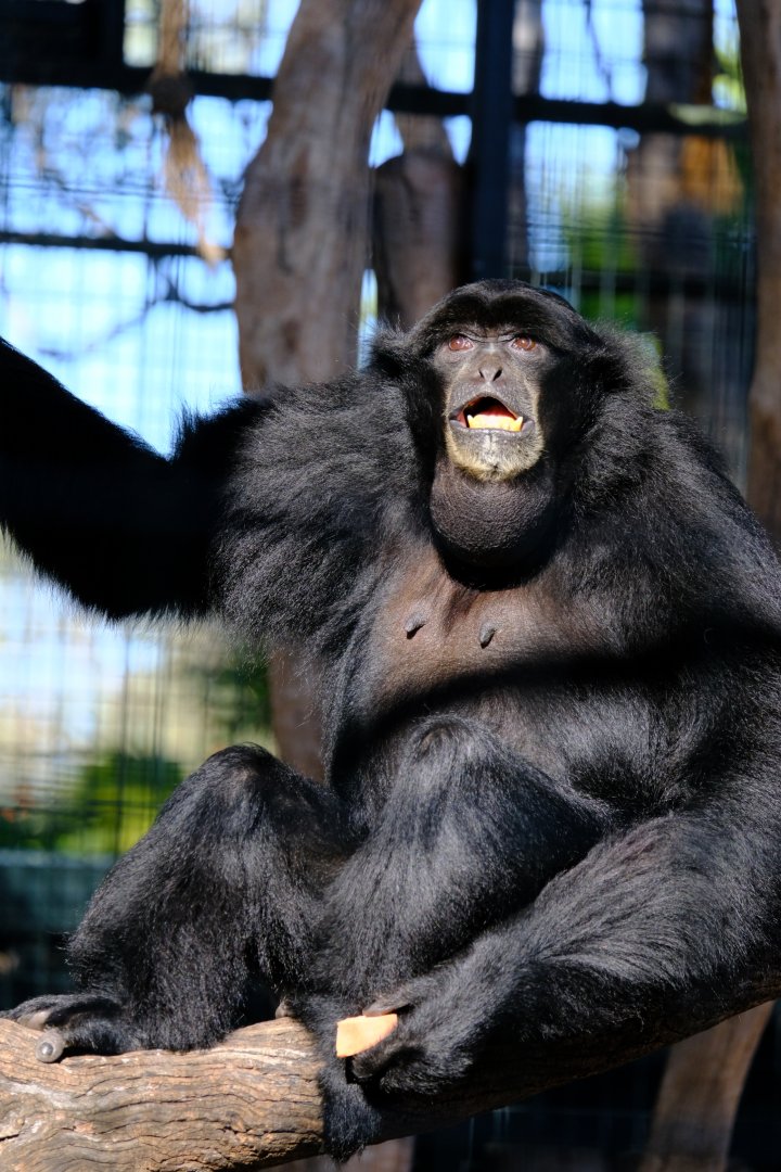 Siamang - Darling Downs Zoo