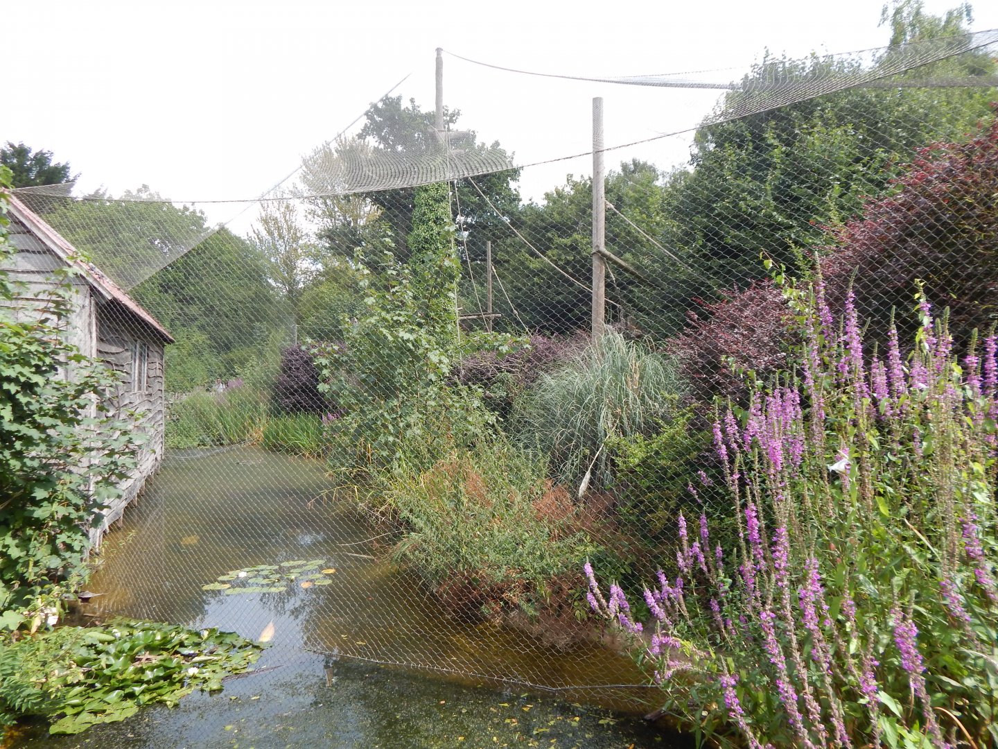 Siamang enclosure 040822
