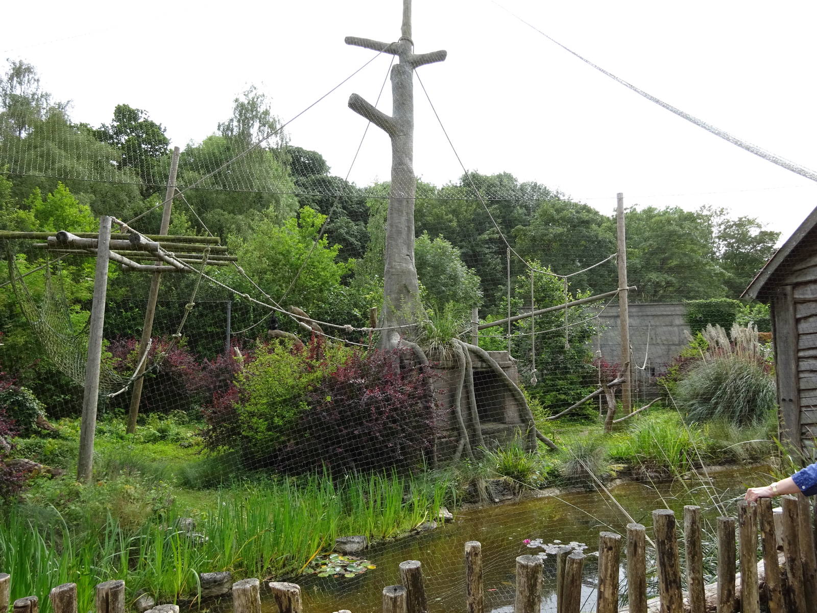 Siamang enclosure 090716