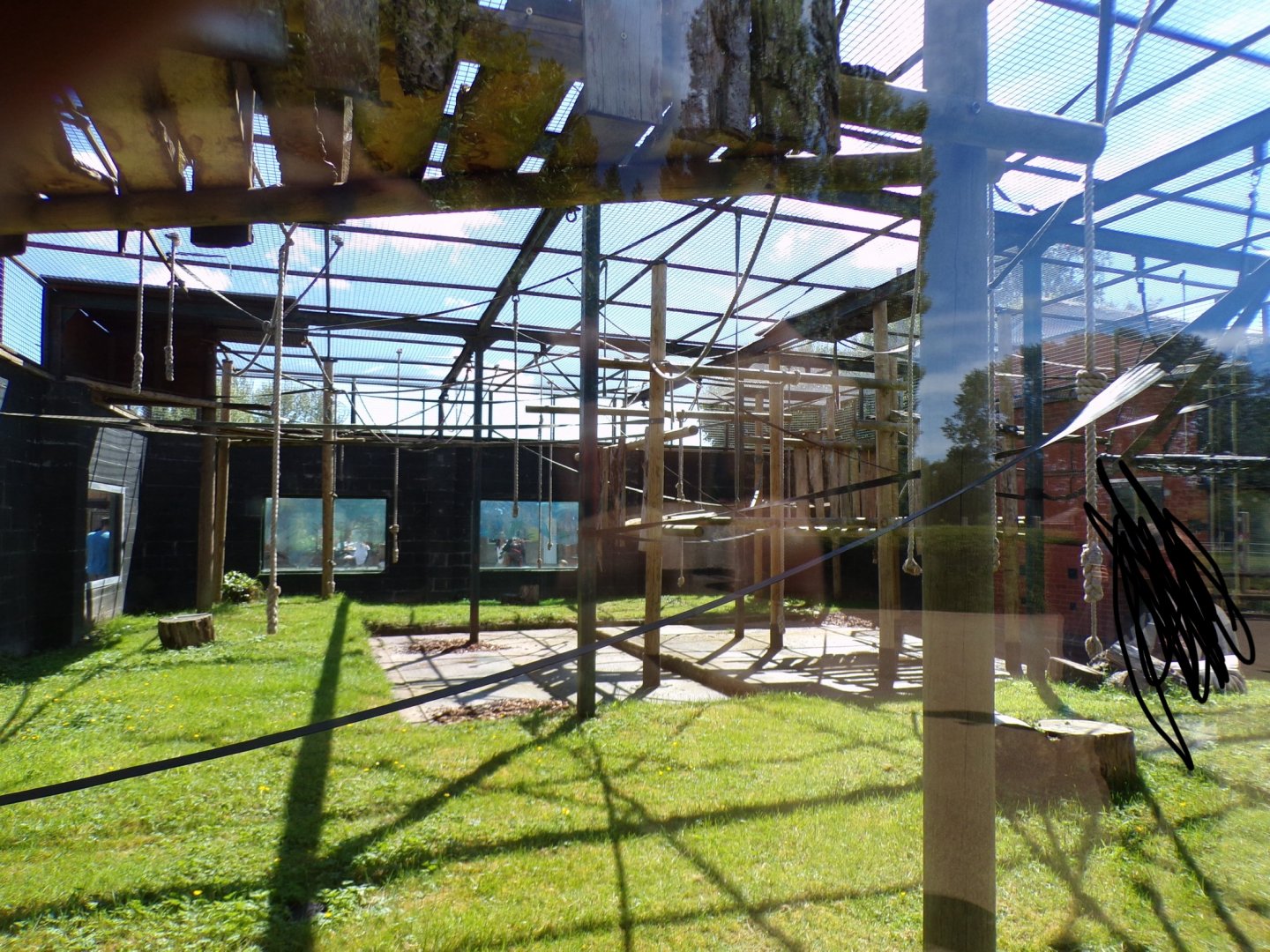 Siamang enclosure 7.7.24
