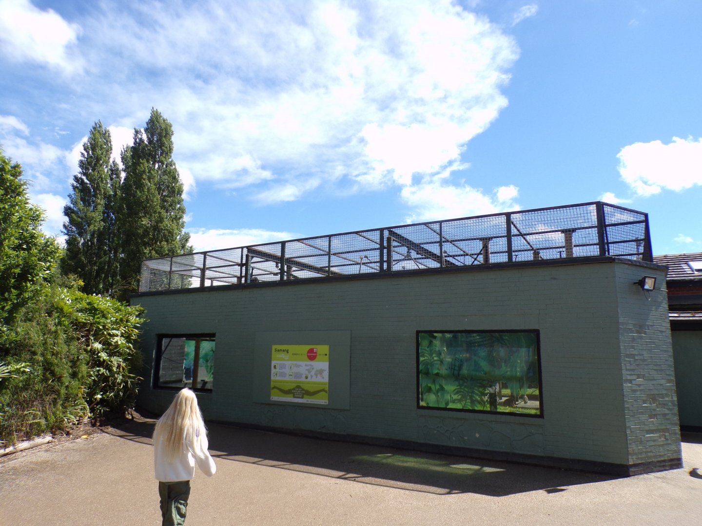 Siamang enclosure 7.7.24